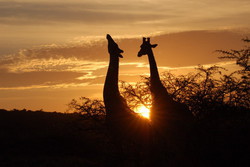 pic_Südafrika - 