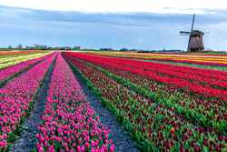 pic_5-Tage Holland Tulpen Tour